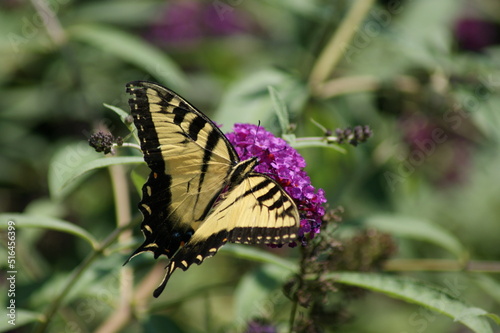 Yellow Butterfly