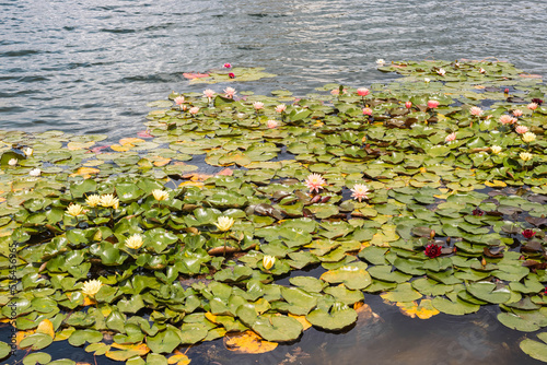 Many multi-colored lotuses on the Kiev city lake. The lake of lotuses. Yellow lotus, red lotus, white lotus.
