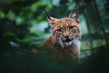 Sierkussen Lynx Europese lynx tussen bosstammen  © Sangur