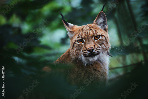 Photo European lynx (Lynx lynx) portrait in the forest