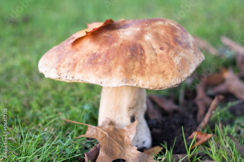 large ripe porcini mushroom grows in the green grass autumn harvest of mushrooms
