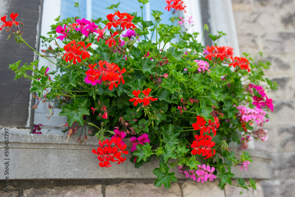 Naklejka premium Pink geranium flowers. Sunlight. Beautiful little flower of Geranium. Geranium Peltatum.