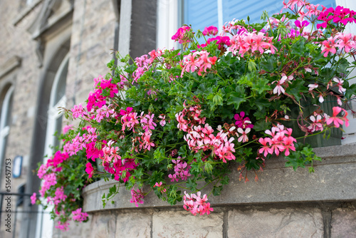 Fototapeta Naklejka Na Ścianę i Meble -  Pink geranium flowers. Sunlight. Beautiful little flower of Geranium. Geranium Peltatum.