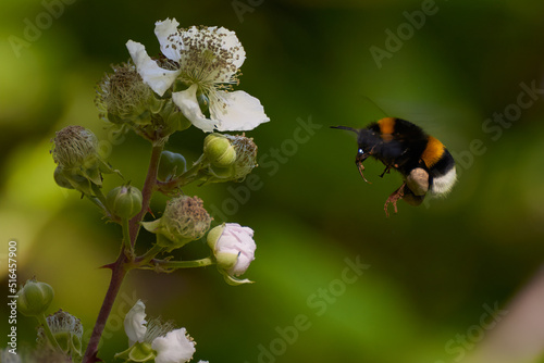 Buff-tailed Bumblebee (Bombus terrestris) in flight, above a flower on a bright sunny day