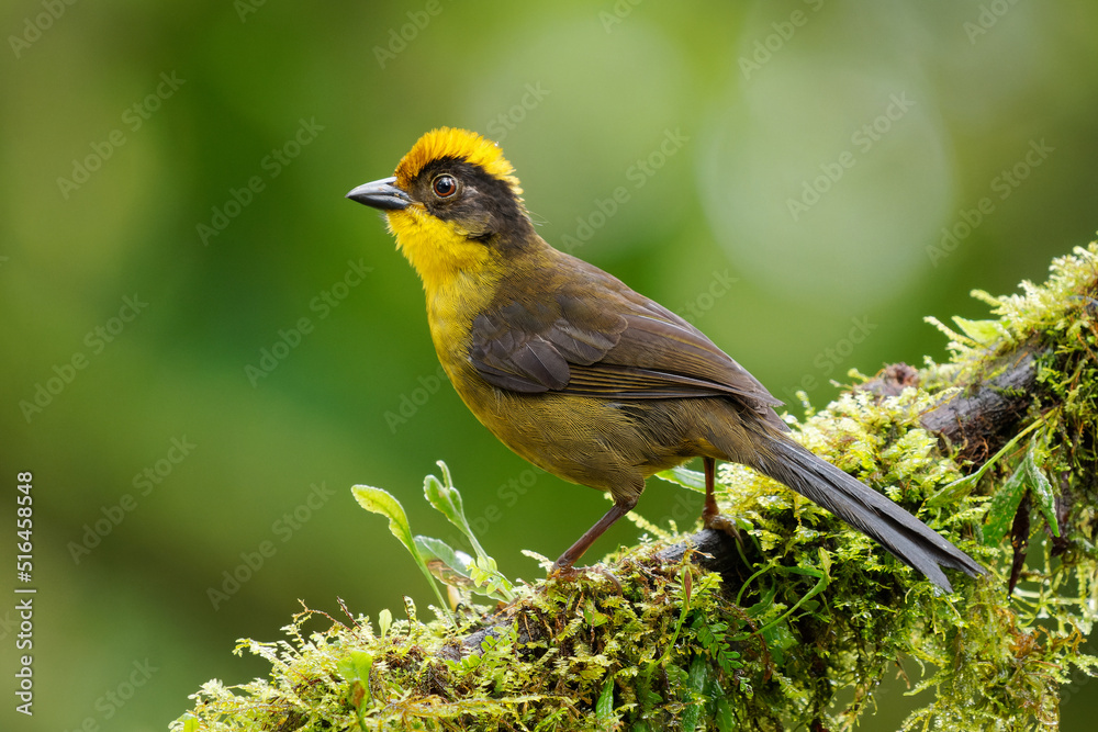 Fototapeta premium Tricolored Brush-Finch (Choco brush finch) Atlapetes tricolor crassus yellow bird in Passerellidae, in the Andes of Peru and Ecuador, subtropical or tropical moist montane forest