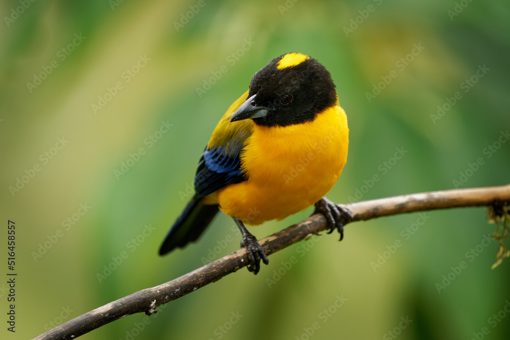 Black-chinned Mountain-Tanager - Anisognathus notabilis yellow bird with black and blue wings in Thraupidae, found in Colombia and Ecuador in subtropical or tropical moist montane forests. Black-chinned Mountain-Tanager - Anisognathus notabilis yellow bird with black and blue wings in Thraupidae, found in Colombia and Ecuador in subtropical or tropical moist montane forests.