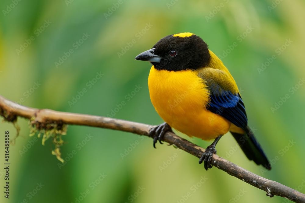 Black-chinned Mountain-Tanager - Anisognathus notabilis yellow bird with black and blue wings in Thraupidae, found in Colombia and Ecuador in subtropical or tropical moist montane forests.