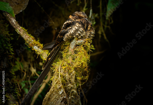 Lyre-tailed Nightjar - Uropsalis lyra brown bird with very long tail in Caprimulgidae  found in Argentina  Bolivia  Colombia  Ecuador  Peru and Venezuela  three subspecies lyra  peruana and argentina
