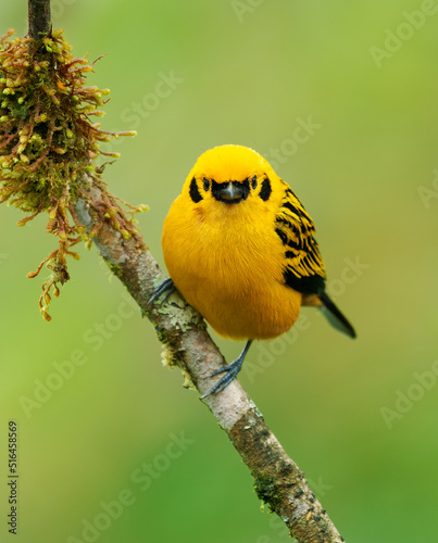 Golden Tanager - Tangara arthus yellow bird in Thraupidae, highland forests of the Andes from Bolivia and northwards and Venezuelan Coastal Range, portrait of golden yellow color bird photo