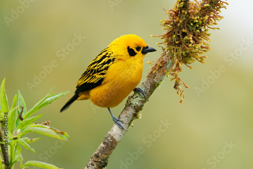 Papier peint Golden Tanager - Tangara arthus yellow bird in Thraupidae, highland forests of t