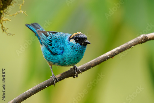 Chalcothraupis ruficervix - Golden-naped Tanager blue bird in Thraupidae found in South America from Colombia to Bolivia in subtropical or tropical moist montane forests and degraded forest