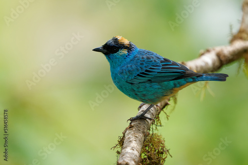 Chalcothraupis ruficervix - Golden-naped Tanager blue bird in Thraupidae found in South America from Colombia to Bolivia in subtropical or tropical moist montane forests and degraded forest