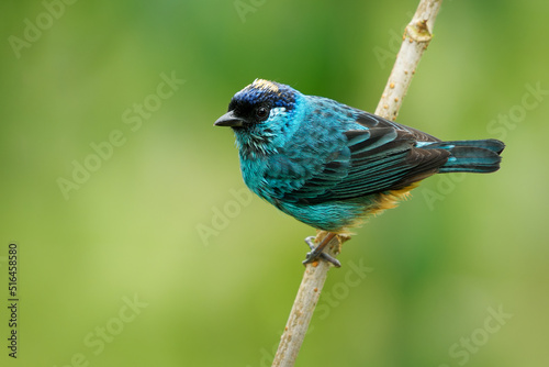 Chalcothraupis ruficervix - Golden-naped Tanager  blue bird in Thraupidae found in South America from Colombia to Bolivia in subtropical or tropical moist montane forests and degraded forest
