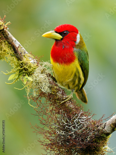Red-headed Barbet - Eubucco bourcierii colorful bird in the family Capitonidae, found in humid highland forest in Costa Rica and Panama, Andes in western Venezuela, Colombia, Ecuador and Peru