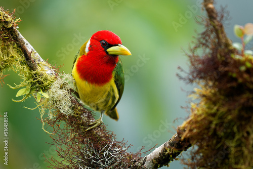 Canvas Print Red-headed Barbet - Eubucco bourcierii colorful bird in the family Capitonidae,