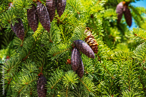 Needles and cones of Picea mariana, black spruce.

