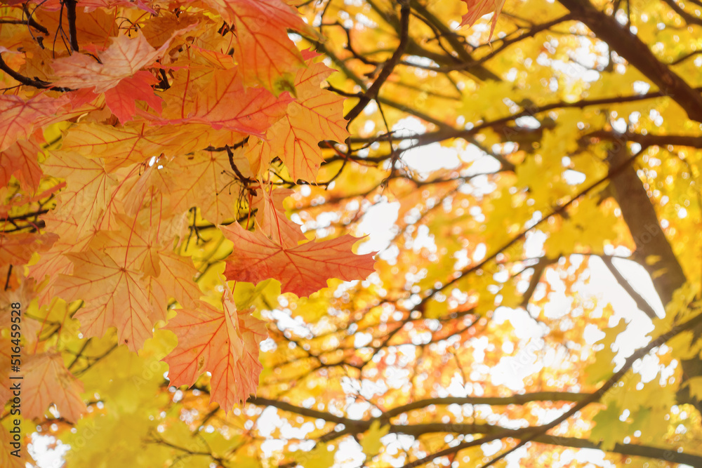 Autumn maple leaves in park. Yellow, red and orange colors. Airy tree branch against blurred sky. Fall in nature and weather concept. Close-up, selective focus Autumn maple leaves in park. Yellow, red and orange colors. Airy tree branch against blurred sky. Fall in nature and weather concept. Close-up, selective focus