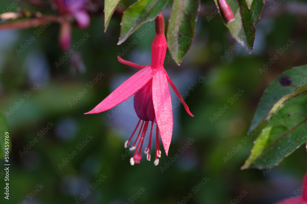 Hot Pink Fuchsia dancing like a fairy in the Gardens of Shore Acres State Park Hot Pink Fuchsia dancing like a fairy in the Gardens of Shore Acres State Park