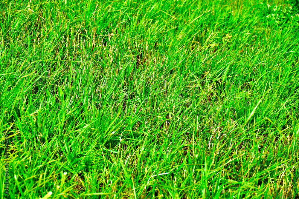 Green Green