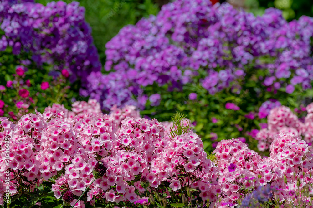 Selective focus pink and blue flowers in the garden with sunlight in summer, Phlox paniculata is a species of flowering plant in the phlox family, Polemoniaceae, Nature floral pattern background. Selective focus pink and blue flowers in the garden with sunlight in summer, Phlox paniculata is a species of flowering plant in the phlox family, Polemoniaceae, Nature floral pattern background.