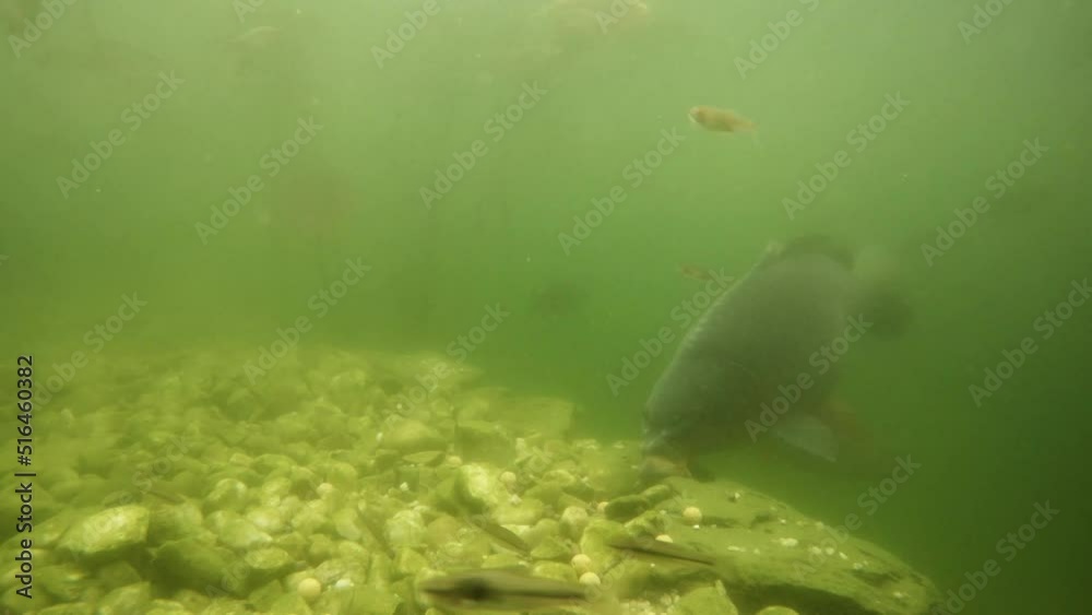 Carp eating the bait. Underwater scene from fishpond. Big fish on lake bottom. Angling theme. 