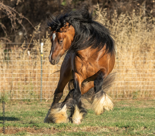 gypsy vanner horse frisky in paddock