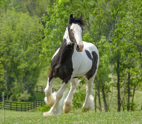 Gypsy Vanner Horse colt in pasture 