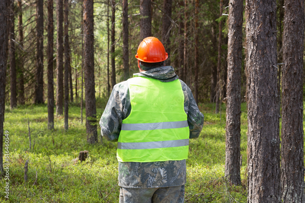 Naklejka premium A forest engineer conducts a survey of the forest for logging.