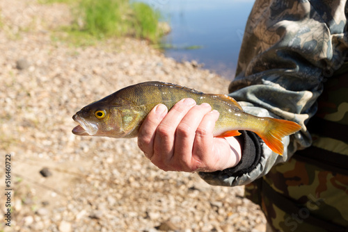 Fototapeta Naklejka Na Ścianę i Meble -  River perch.A fish catch in a man's hand.A perch in a man's hand.
