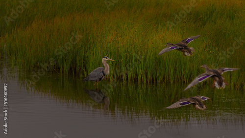 Great Blue Heron with Mallard's flying into view