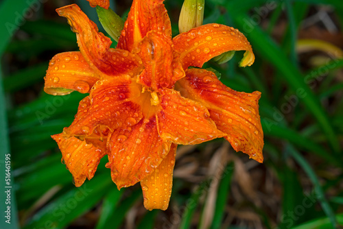 Close-up of orange  double-petalled  daylily  also known as ditch lily  with water drops on the petals  on a leafy green background. -07