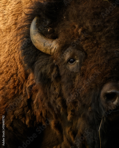 Close-up of an American bison.