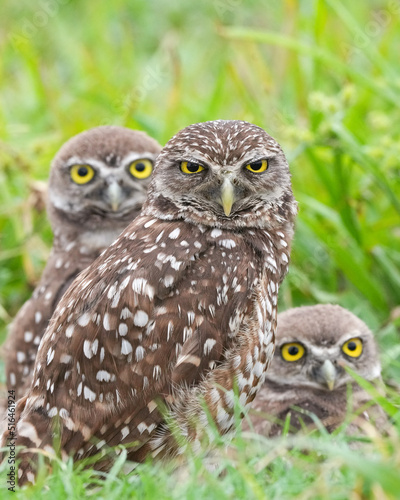 A Family of Burrowing Owls in South Florida
