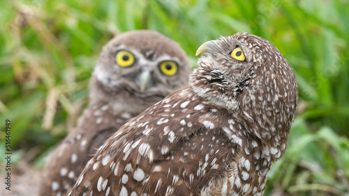 An Adult Burrowing Owl Watches the Skies For Danger While a Juvenile Looks On In Florida