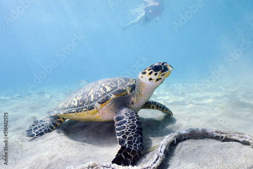 A Snorkeler Approaches a Hawksbill Turtle in Curacao photo