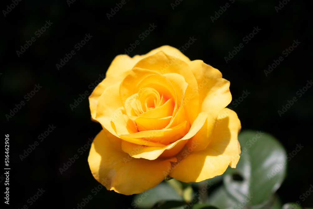 Rose Yelow