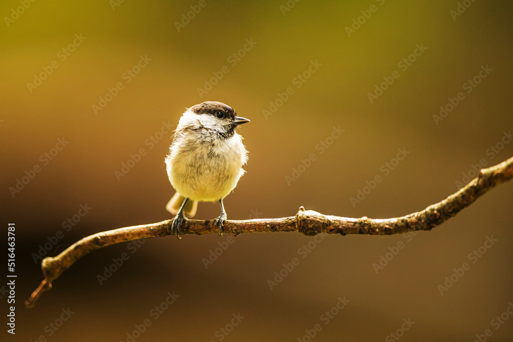 Fototapeta premium young great tit (Parus major) Sitting on a twig