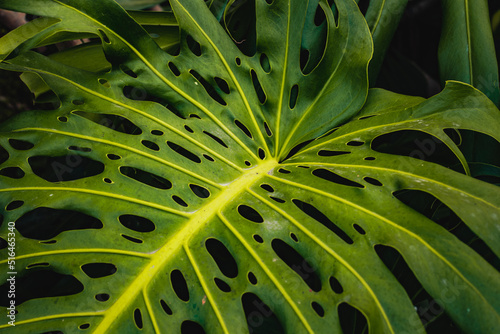 Close up of green leaves of monstera