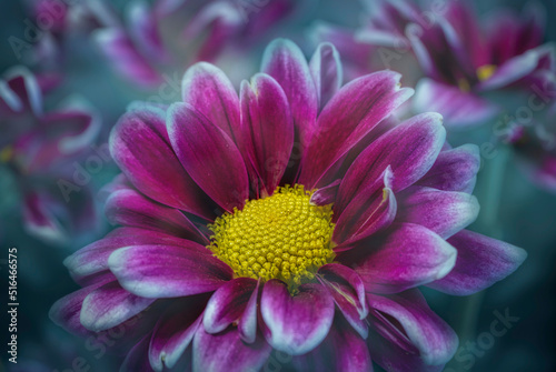 Artistic Flower Close-up