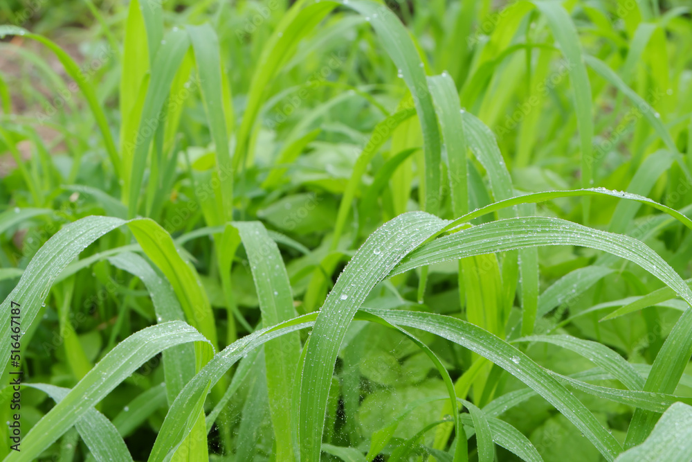 Fototapeta premium Beautiful, clean drops of morning dew on the green grass
