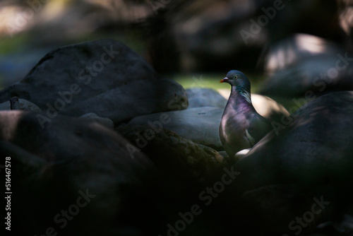 pigeon au bort de la rivière  photo