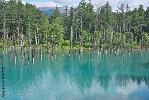 Fototapeta Naklejka Na Ścianę i Meble -  Hokkaido,Japan - July 8, 2022: Shirogane Blue Pond in Biei, Hokkaido, Japan

