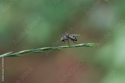 dragonfly on a green leaf