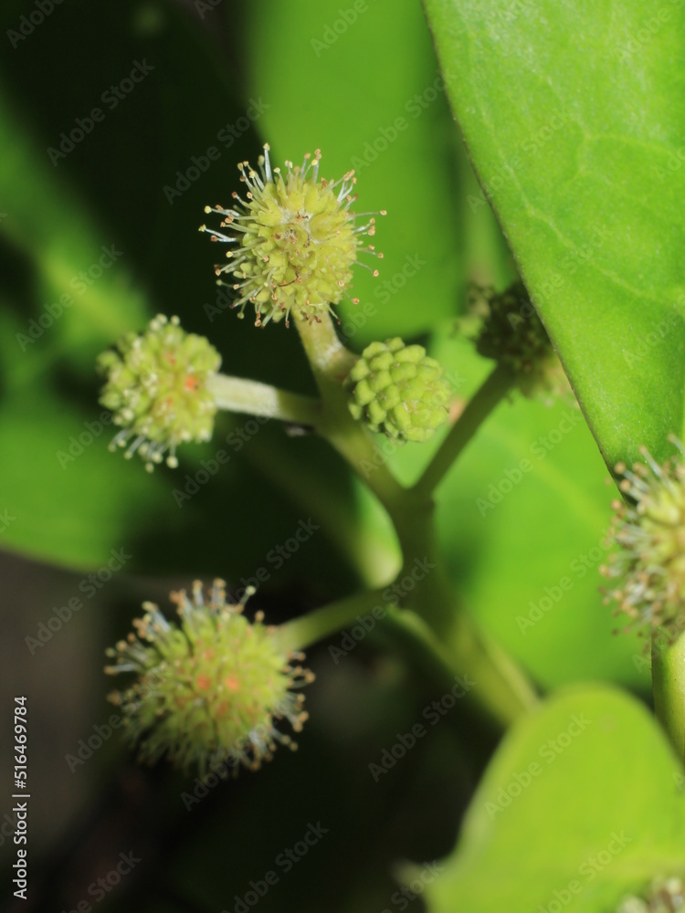 Flowers of the mangrove tree Conocarpus erectus Flowers of the mangrove tree Conocarpus erectus