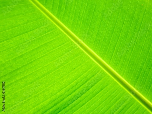 Texture background of backlight fresh green Leaf.