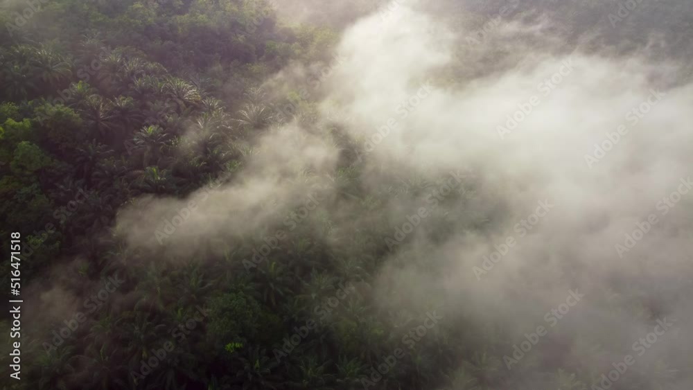 Aerial view morning fog cloud over oil palm tree plantation