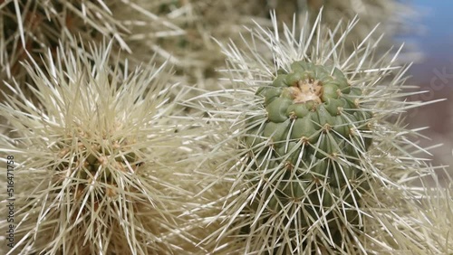 Tan sheathed densely overlapping spines protrude from heavily obscured trichomatic glochidiate areoles of Cylindropuntia Bigelovii, Cactaceae, native shrub in the northwest Sonoran Desert, Winter. photo