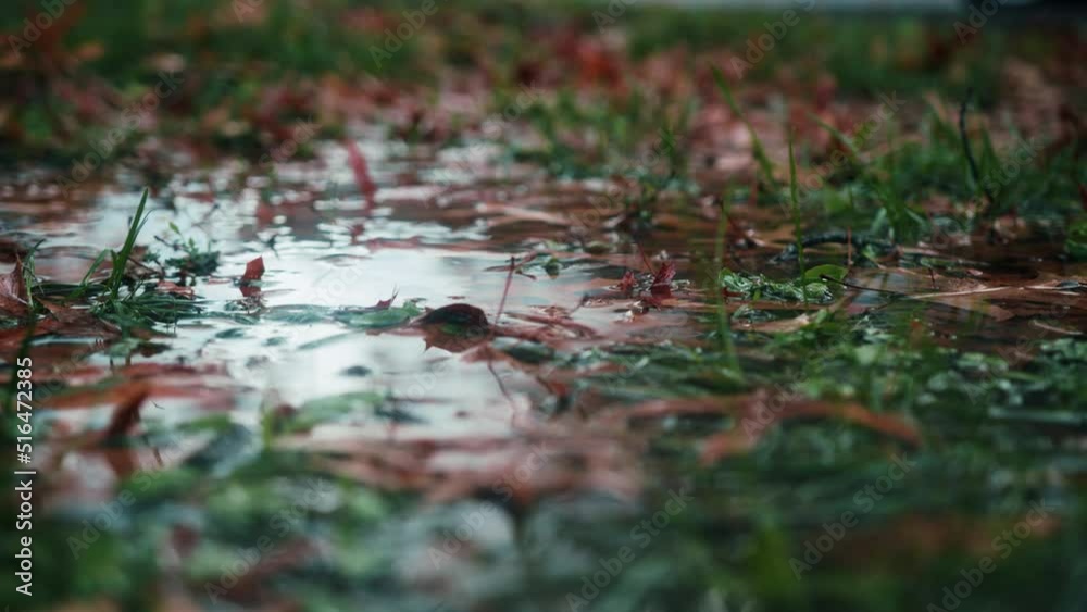 Dead Leaves in Puddle of Rain Water Dead Leaves in Puddle of Rain Water