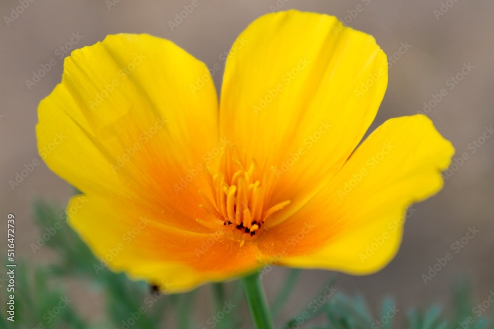 Yellow Poppy Flower Yellow Poppy Flower