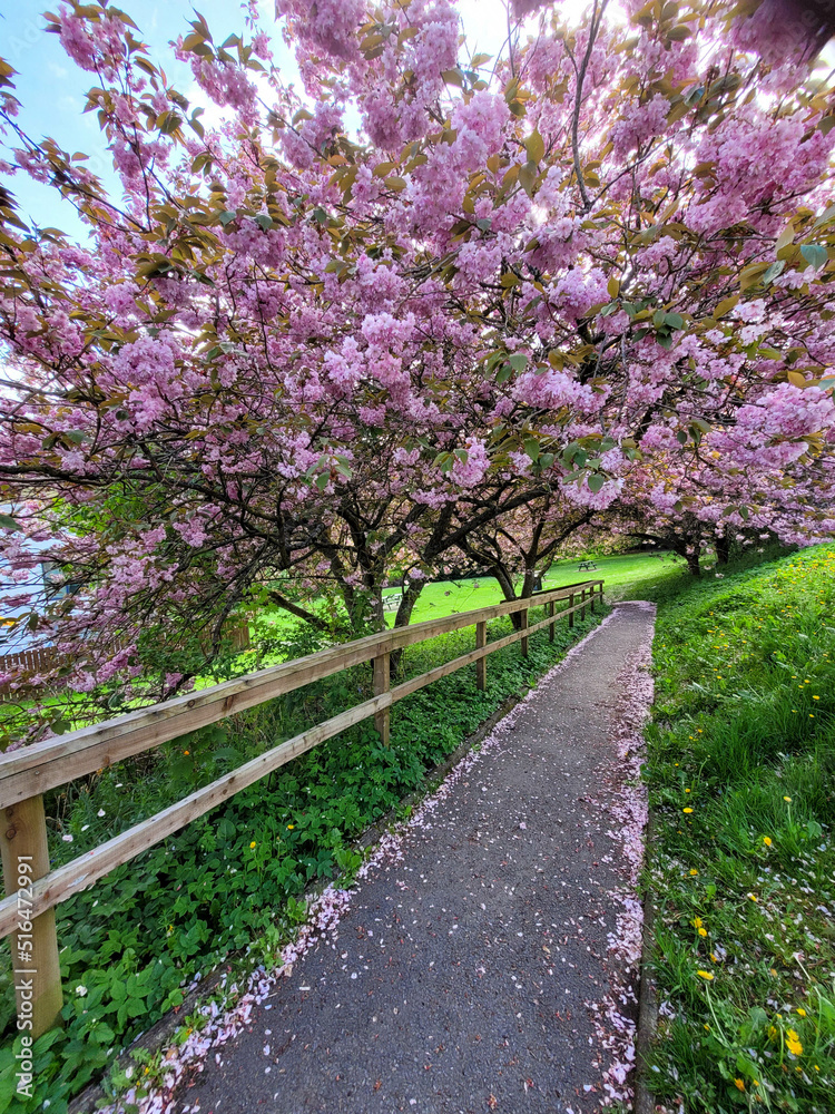 A beautiful cherry blossom lined path in Scotland